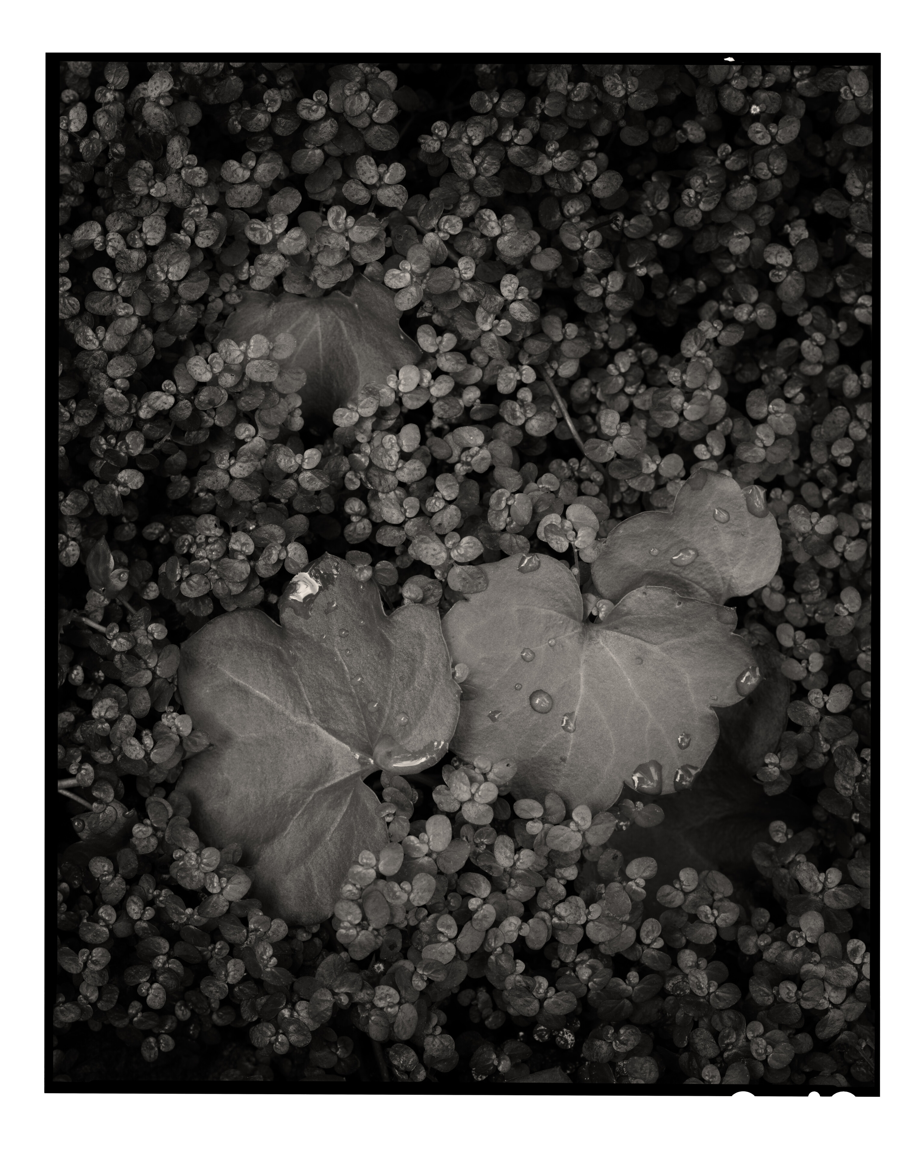 Garden Foliage Study