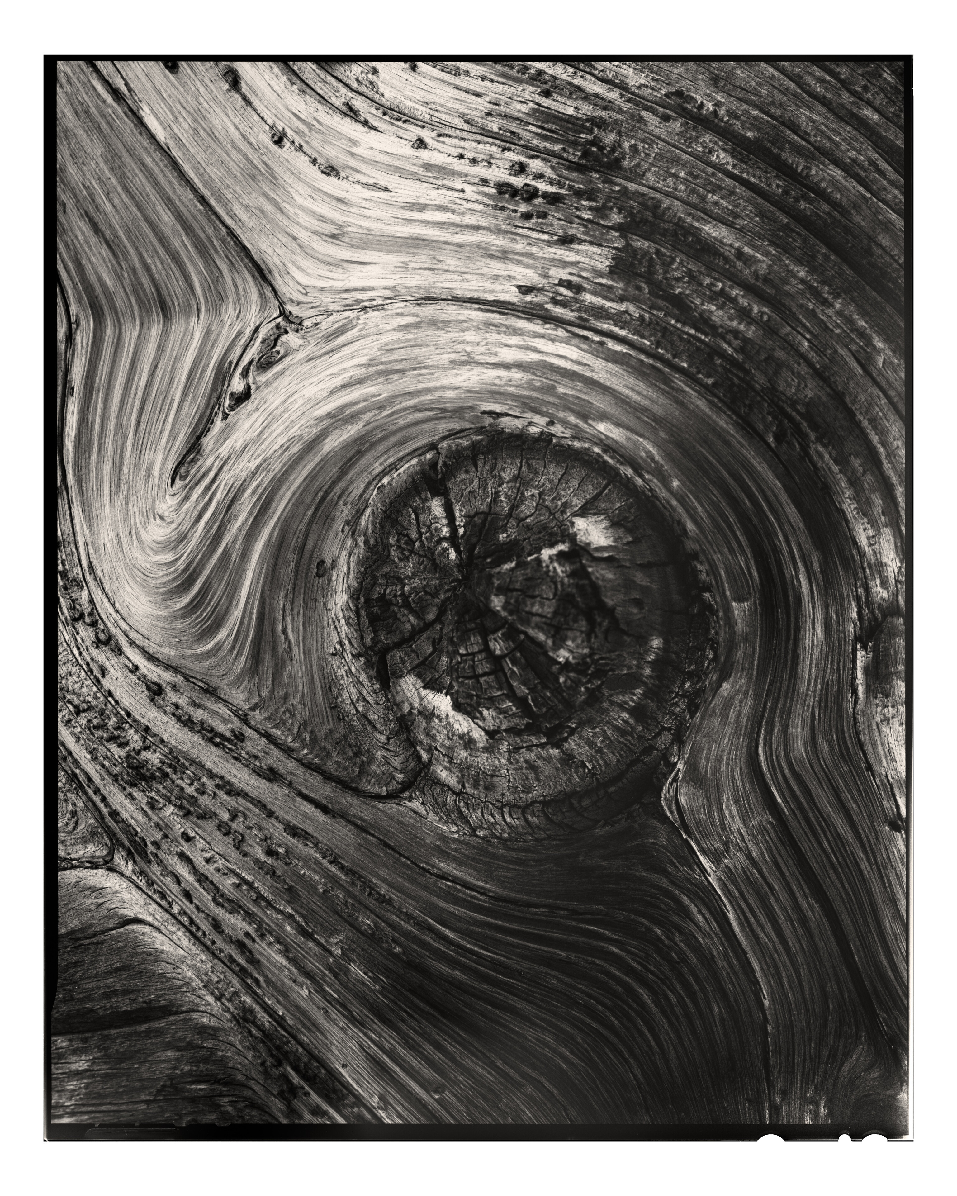 Bristlecone Pine Knot II