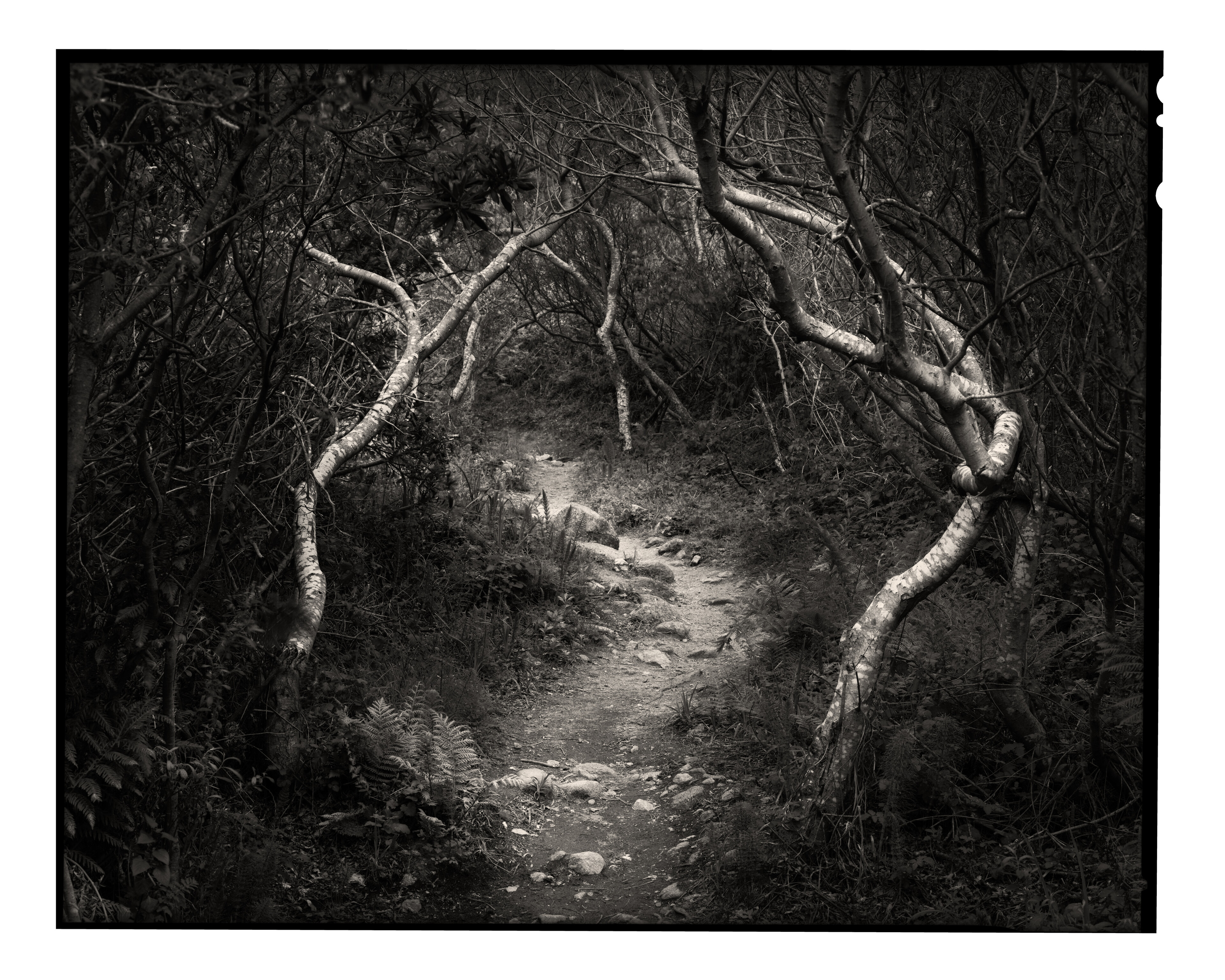 Soberanes Canyon Trail