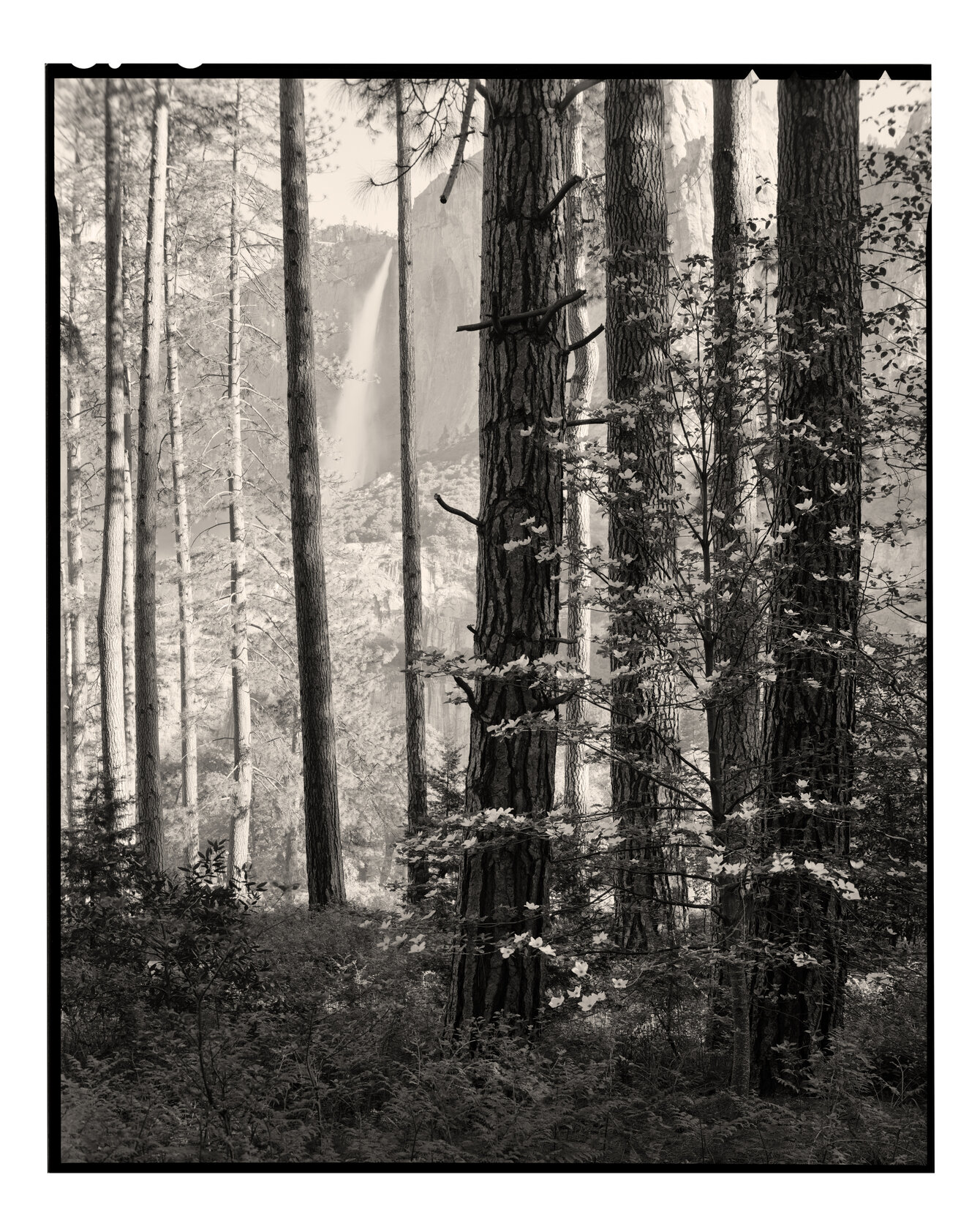 Dogwood and Upper Yosemite Falls