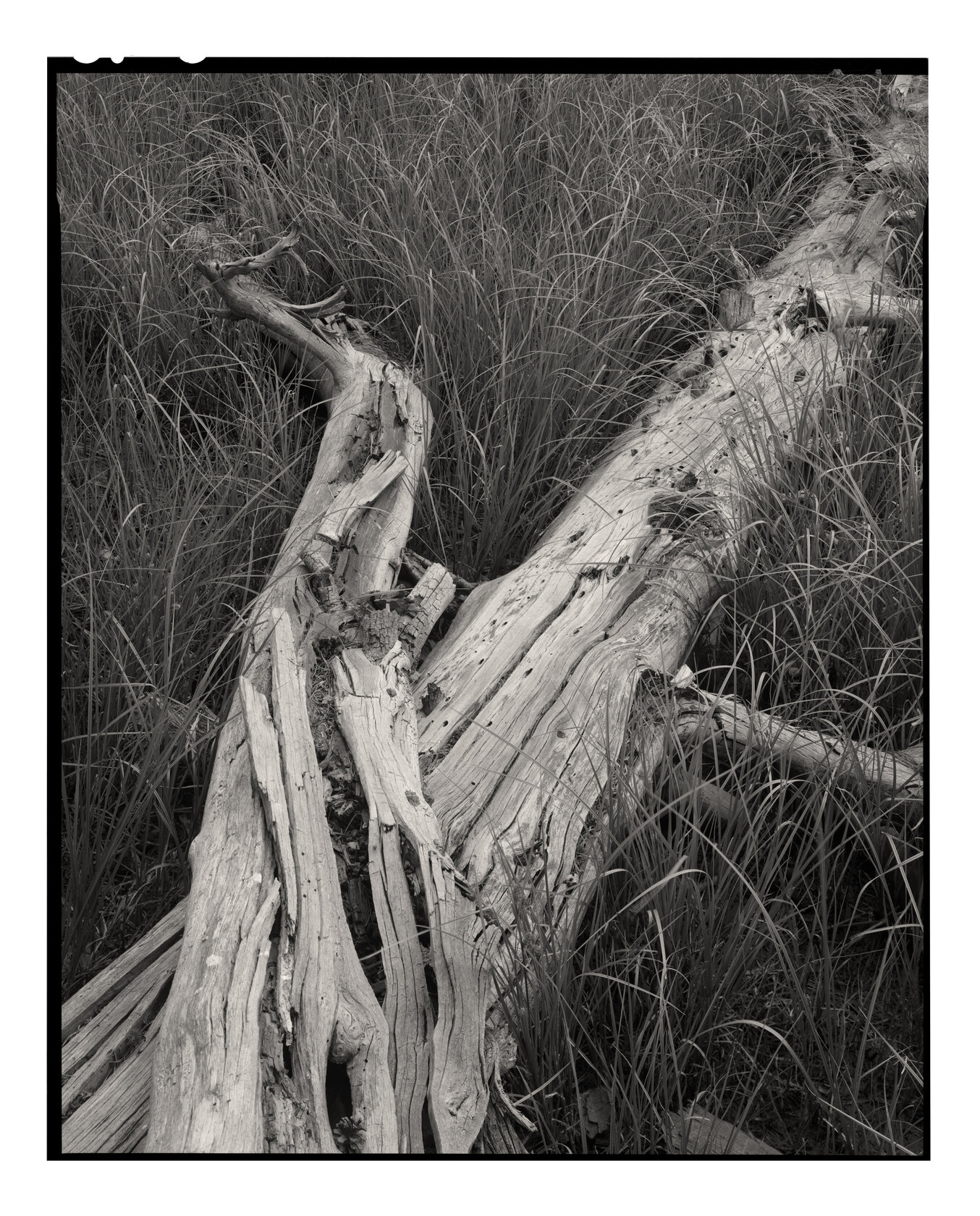 Fallen Tree and Grasses