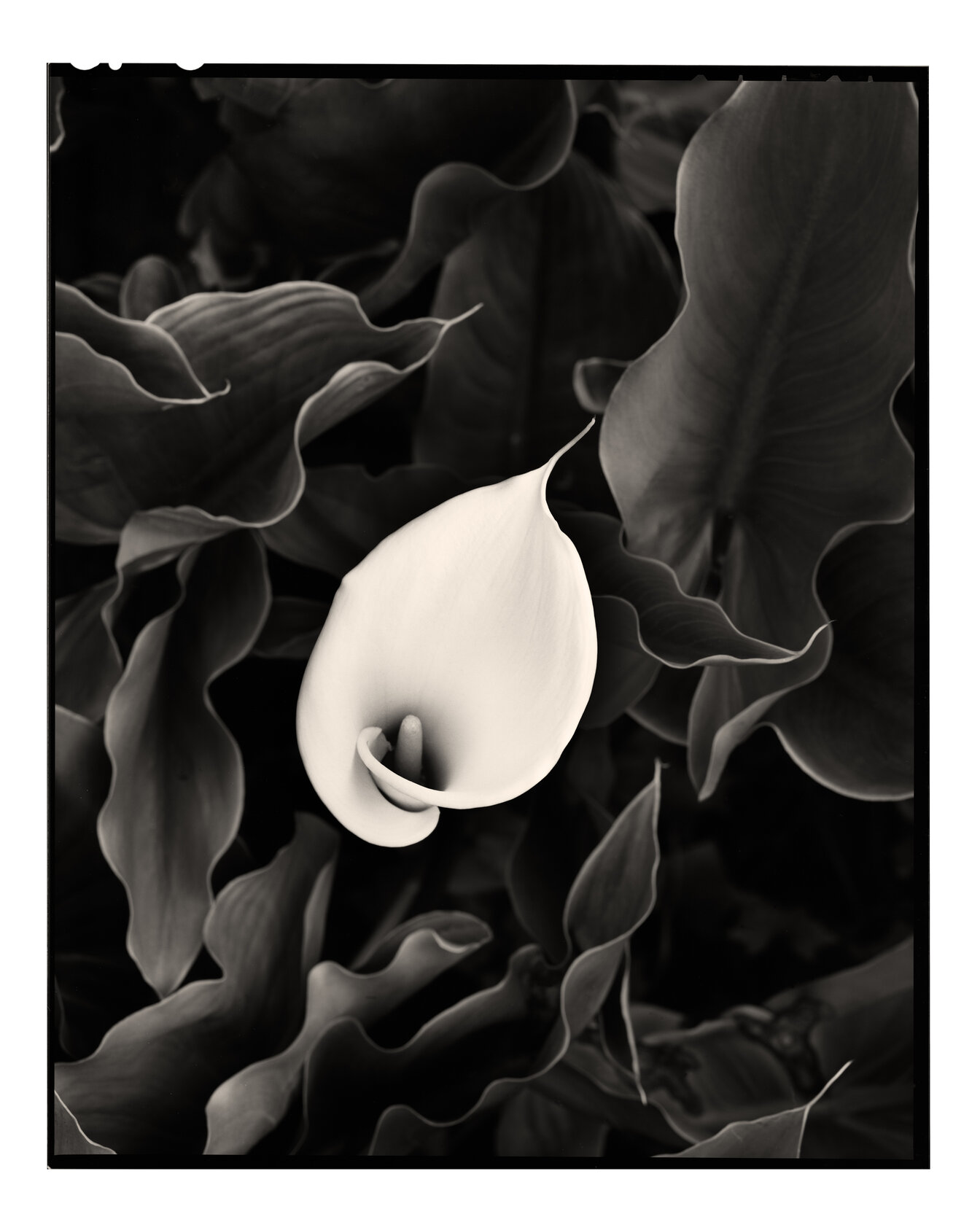 Calla Lily Study I