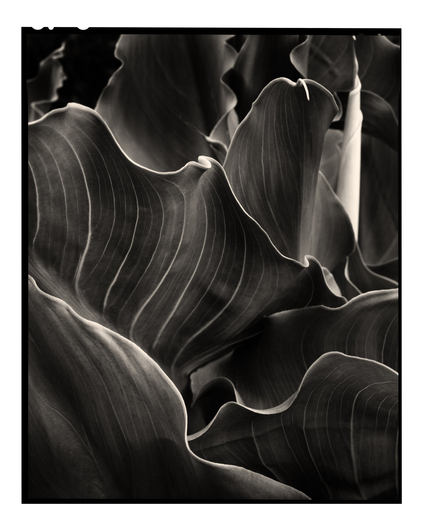 Calla Lily Study III
