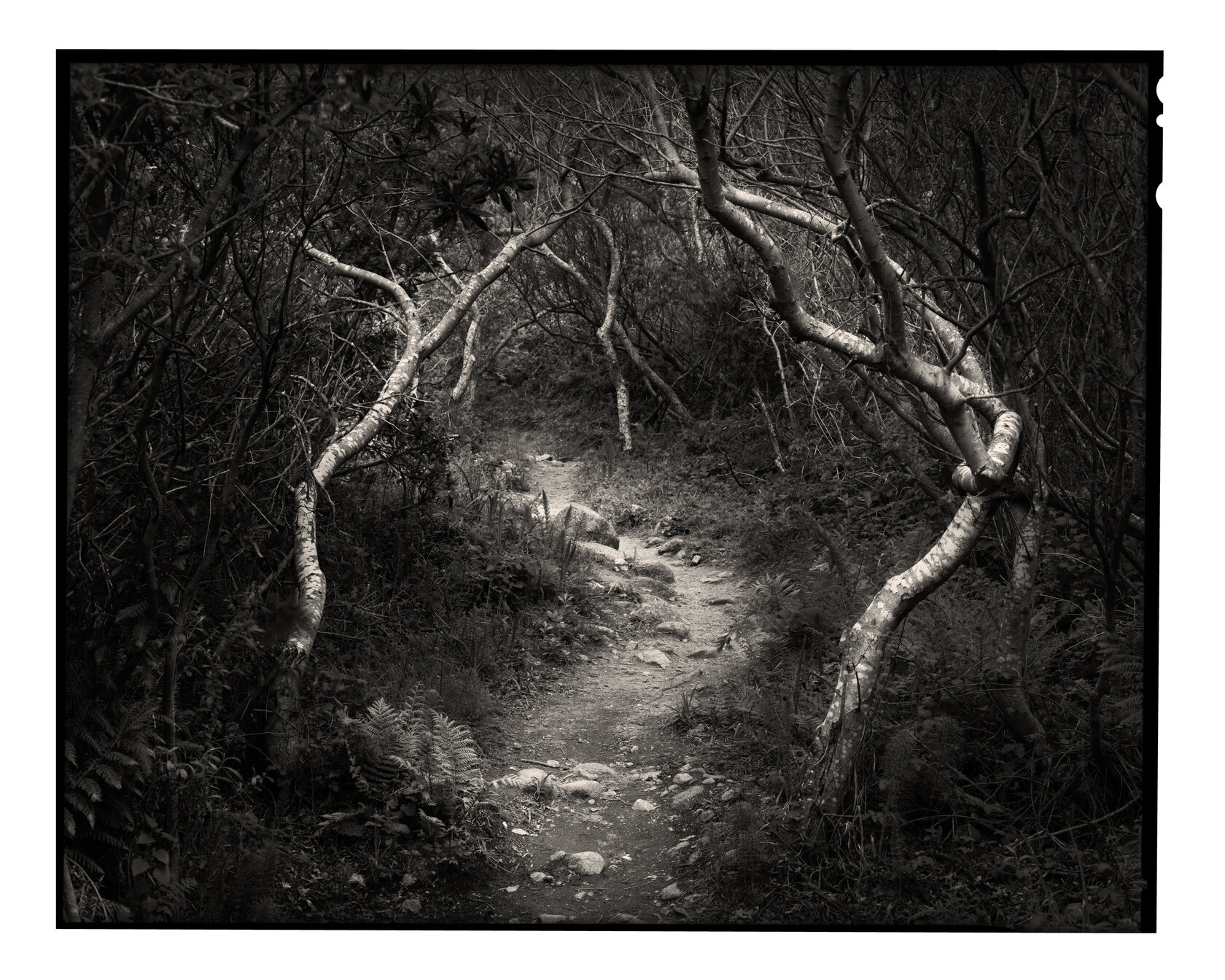 Soberanes Canyon Trail