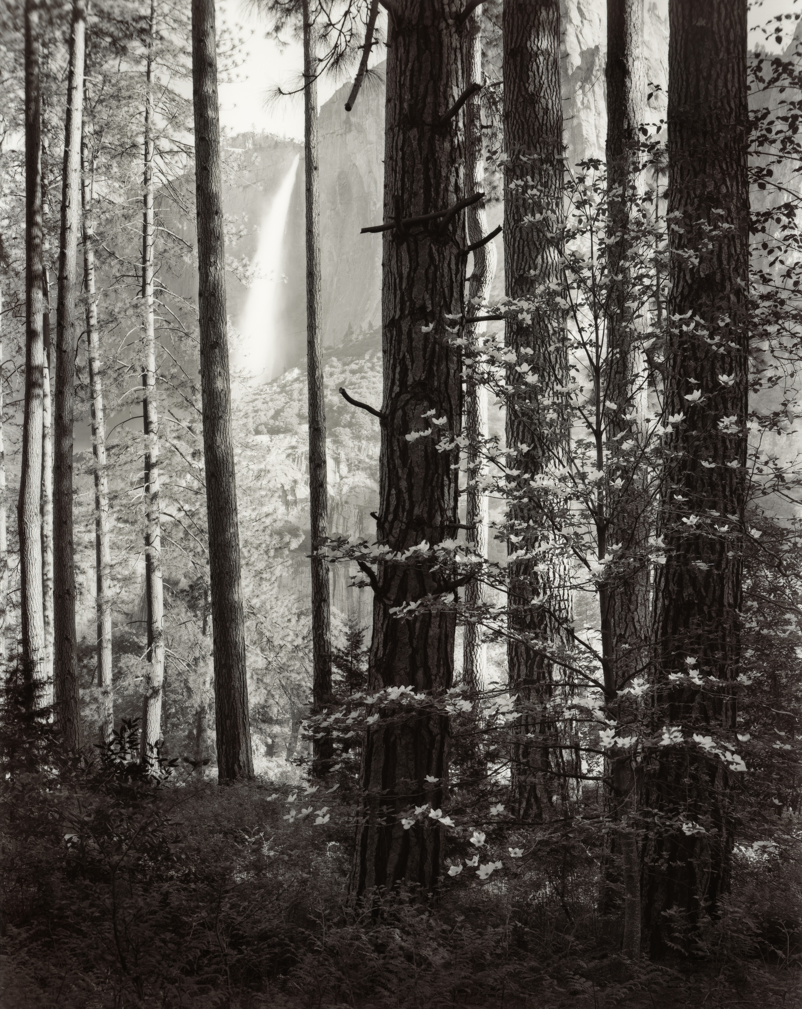 Dogwood and Upper Yosemite Falls