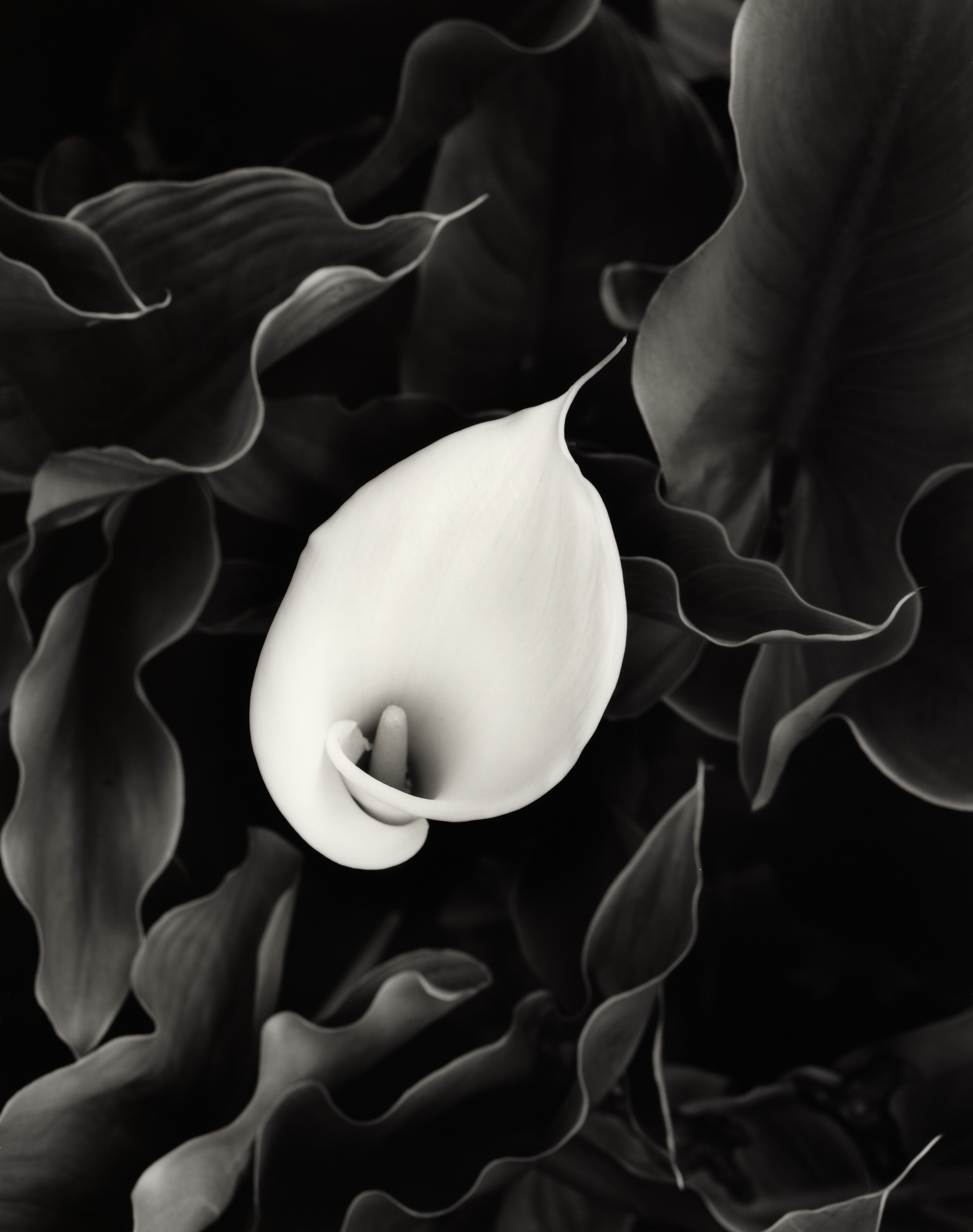 Calla Lily Study I