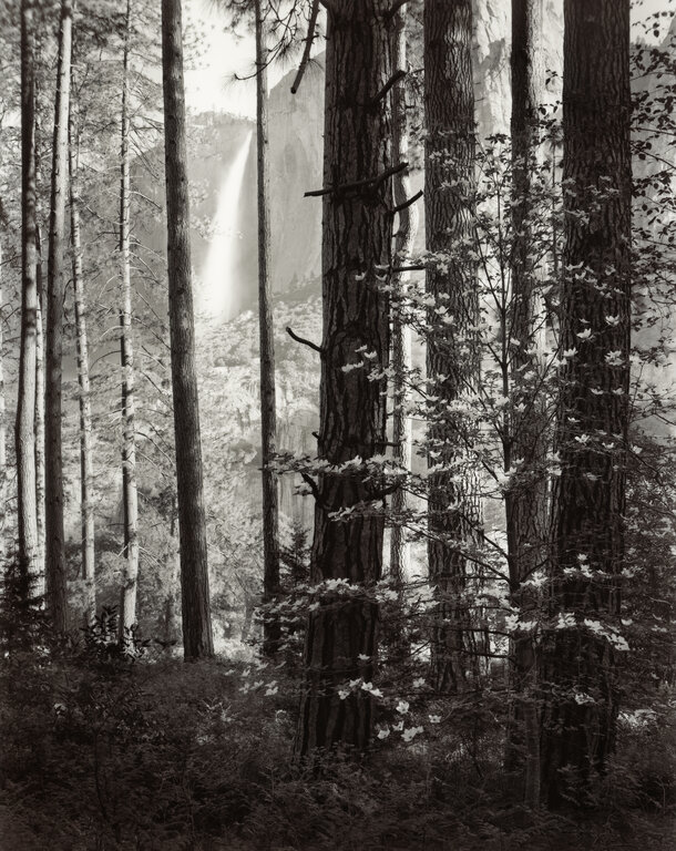 Dogwood and Upper Yosemite Falls