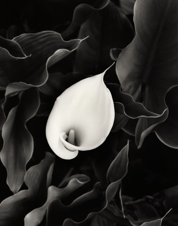 Calla Lily Study I